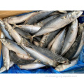 Nueva temporada congelada 100-200 Pacific Mackerel bajo precio bajo